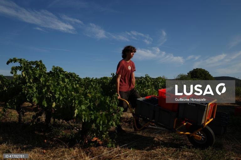 Vindima no sul de França