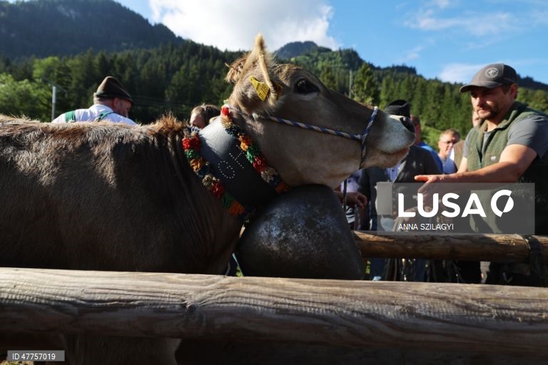 Alemanha: Festival tradicional da transumância nas montanhas em Bad Hindelang