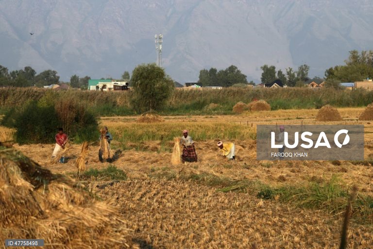 Agricultores da Caxemira trabalham num arrozal durante a época da colheita, nos arredores de Srinagar, a capital de verão da Caxemira indiana.O outono marca o período da colheita do arroz na Caxemira indiana. 