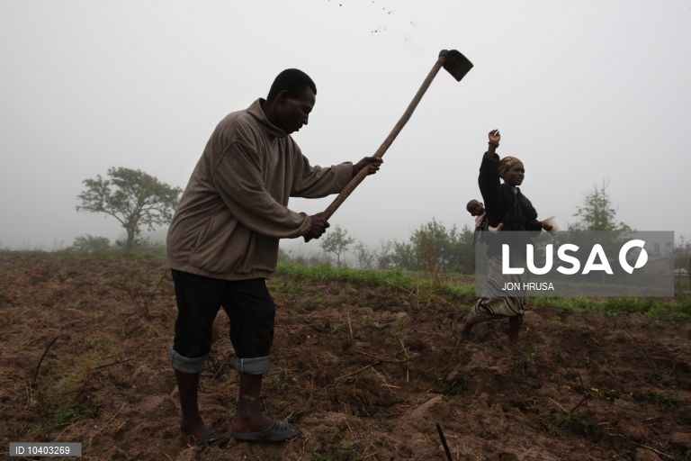 Governo angolano preocupado com efeito da escassez de chuva na produção agrícola