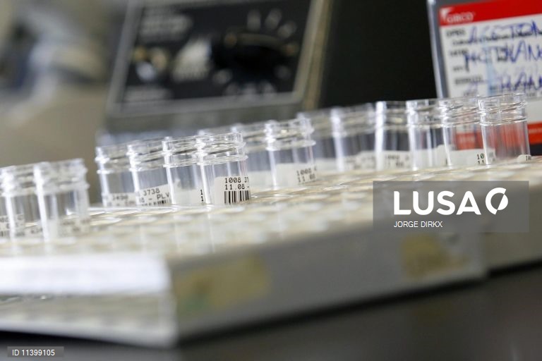 Brasil saúda abertura de mercado em Angola que abre oportunidades na área da genética animal