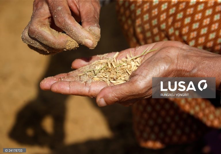 Moçambique quer apoio da Tailândia para aumentar produção de arroz