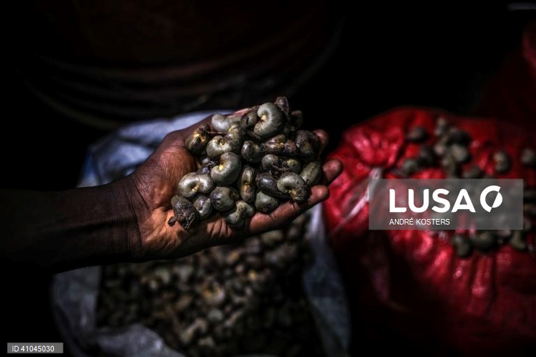 Governo de transição da Guiné-Bissau fixa preço da castanha de caju
