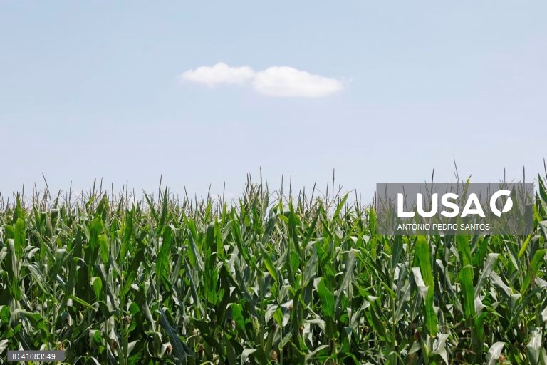 Angola ainda importa milho apesar de ter aumentado produção do cereal - Governo