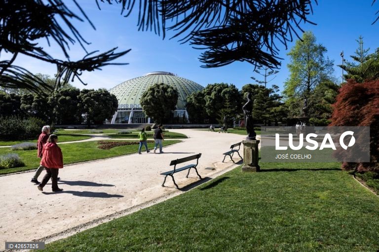 Rota das Árvores do Porto quer mostrar estas “testemunhas vivas” à cidade