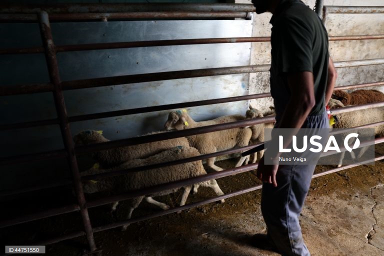 Preço do borrego produzido no Alentejo cai ligeiramente nesta Páscoa
