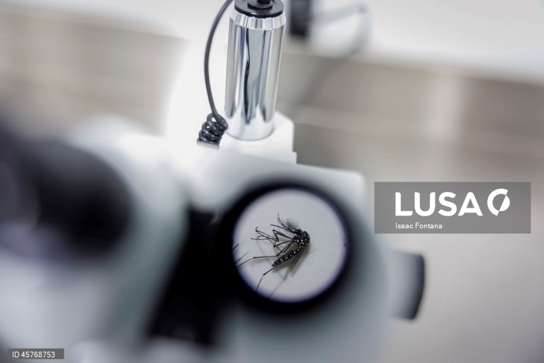 Sobe para 24 mortes número de mortos devido à dengue em Timor-Leste