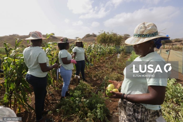 Após um ano a processar algas, cabo-verdianas colhem tomate e milho