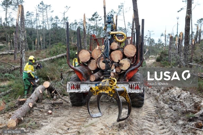 Marinha Grande desobstruiu 154,22 quilómetros de caminhos florestais