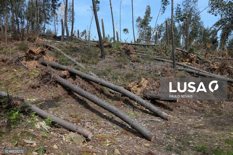 Mau tempo: Medidas do PTRR para a floresta a médio prazo totalizam 660 ME