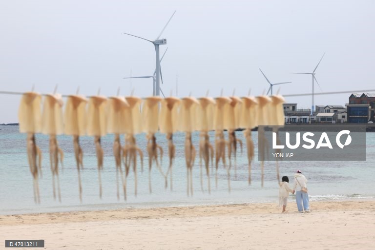 Squid hang to dry on Jeju beach