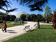 Rota das Árvores do Porto quer mostrar estas “testemunhas vivas” à cidade