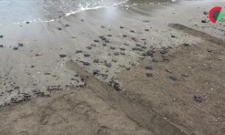 LusaVídeo: Jovens timorenses protegem ovos de tartarugas marinhas e libertam milhares para o mar (editado)