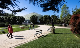 Rota das Árvores do Porto quer mostrar estas “testemunhas vivas” à cidade