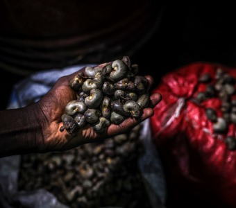 Governo de transição da Guiné-Bissau fixa preço da castanha de caju