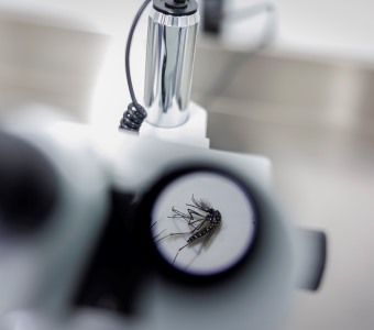 Sobe para 24 mortes número de mortos devido à dengue em Timor-Leste