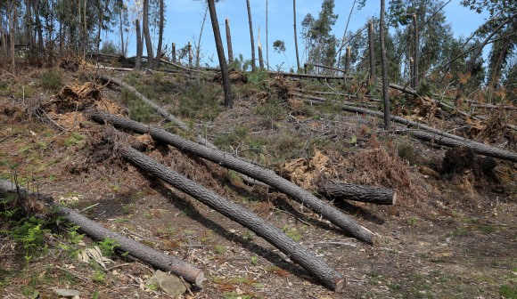 Mau tempo: Medidas do PTRR para a floresta a médio prazo totalizam 660 ME